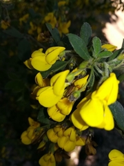 Calicotome spinosa