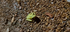 Boana multifasciata