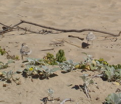 Charadrius marginatus arenaceus