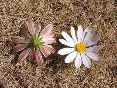 Dimorphotheca cuneata