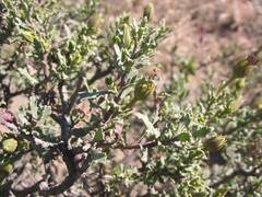 Dimorphotheca cuneata