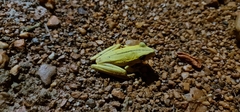 Boana multifasciata