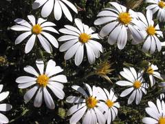 Dimorphotheca cuneata