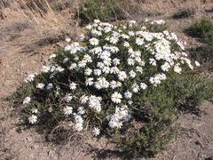 Dimorphotheca cuneata