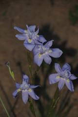 Moraea bipartita