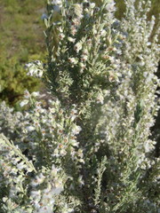 Eriocephalus racemosus racemosus