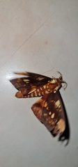 Citheronia hamifera
