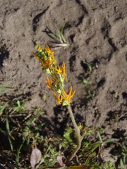 Manulea obovata
