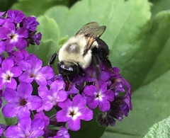 Bombus impatiens