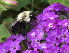 Bombus impatiens