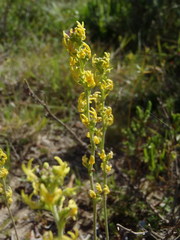 Manulea obovata
