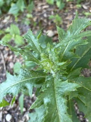 Erechtites hieraciifolius image