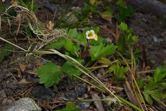 Erythranthe trinitiensis