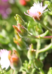 Mesembryanthemum longistylum