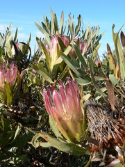 Protea burchellii