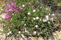 Mesembryanthemum longistylum