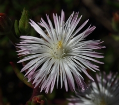 Mesembryanthemum longistylum