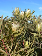 Protea burchellii