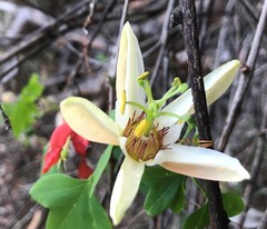 Passiflora aurantia aurantia