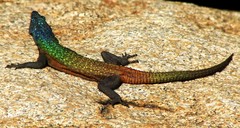Platysaurus intermedius rhodesianus