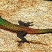 Common Flat Lizard - Photo (c) Markus, some rights reserved (CC BY)