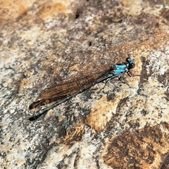 Argia funcki