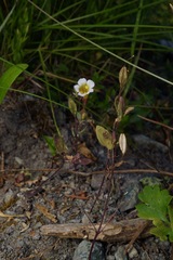 Erythranthe trinitiensis