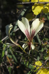 Pelargonium tetragonum