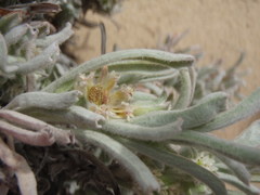Centella tridentata litoralis