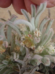 Centella tridentata litoralis