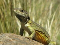 Pseudocordylus subviridis