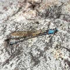 Argia funcki