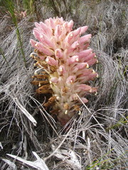 Hyobanche robusta