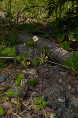 Erythranthe trinitiensis