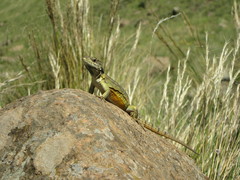 Pseudocordylus subviridis