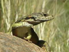 Pseudocordylus subviridis