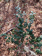Azara microphylla