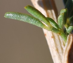 Lessertia margaritacea