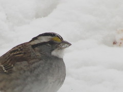 Zonotrichia albicollis