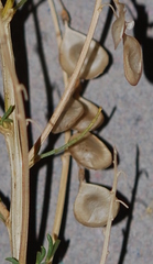 Lessertia margaritacea