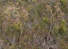 Lessertia margaritacea