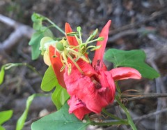 Passiflora aurantia aurantia