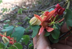 Passiflora aurantia aurantia