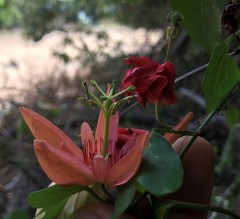 Passiflora aurantia aurantia