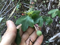 Passiflora aurantia aurantia