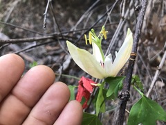 Passiflora aurantia aurantia