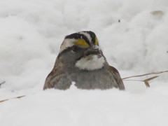 Zonotrichia albicollis