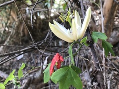 Passiflora aurantia aurantia