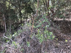 Passiflora aurantia aurantia