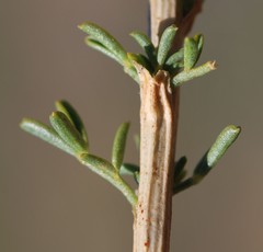 Lessertia margaritacea